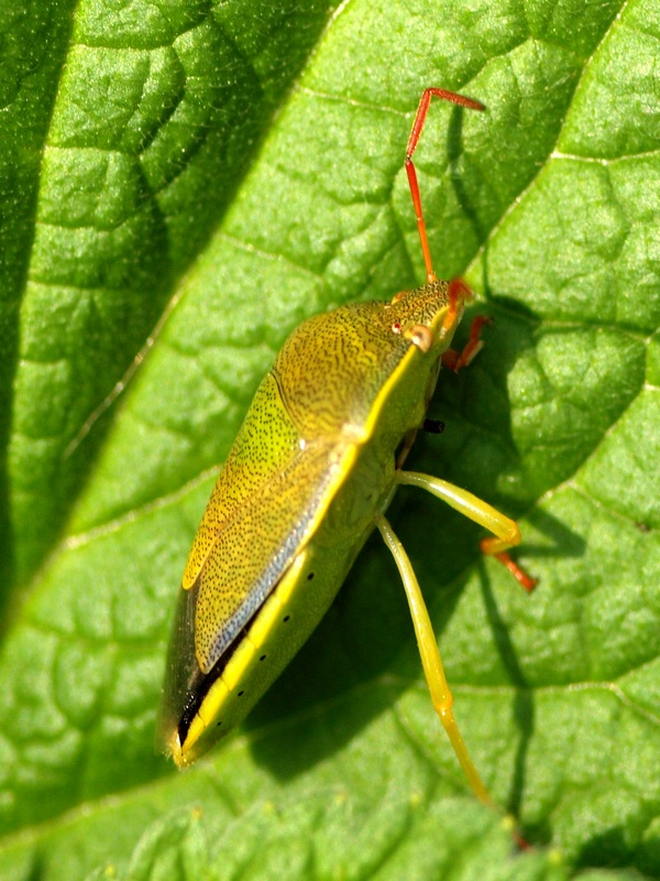 Pentatomidae: Piezodorus lituratus del Veneto (TV)